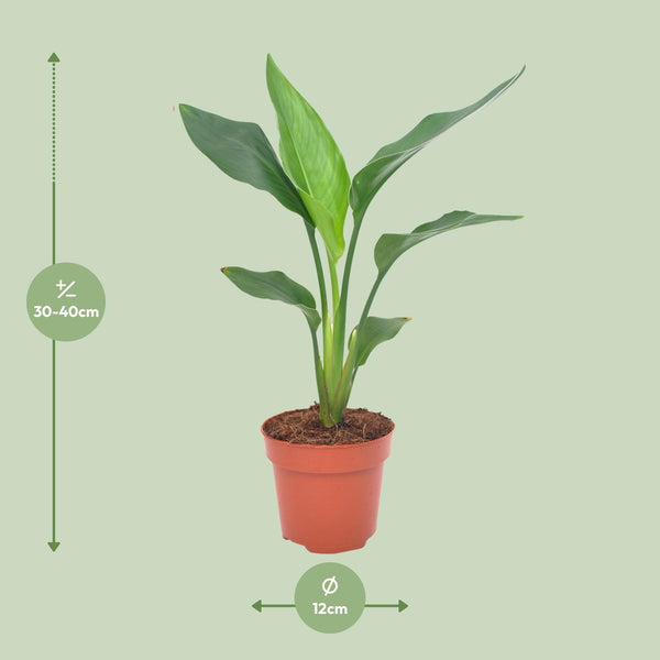Strelitzia Reginea