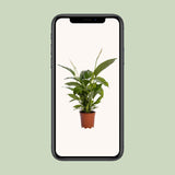 Spathiphyllum Bingo Cupido