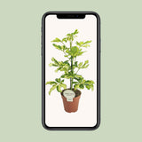 Schefflera Charlotte