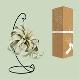 Tillandsia King Xero