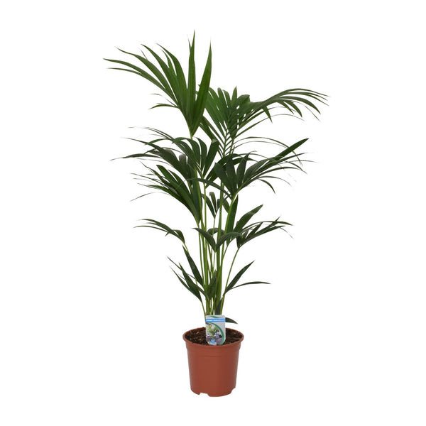 Howea forsteriana