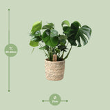 Monstera In Basket Palmleaf