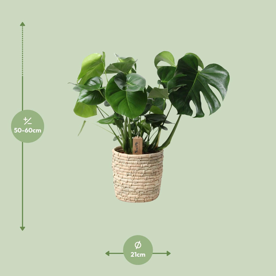Monstera In Basket Palmleaf