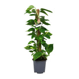 Scindapsus Epipremnum