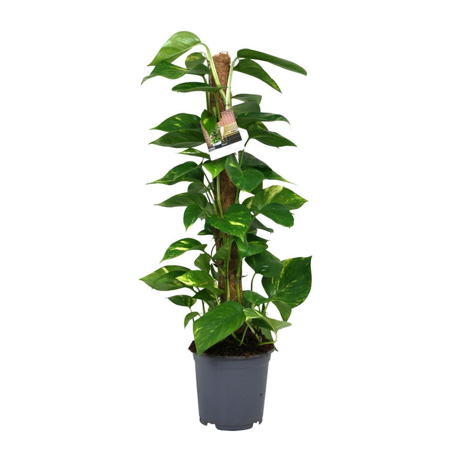 Scindapsus Epipremnum