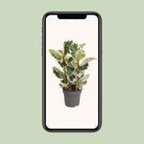 Ficus Elastica Tineke