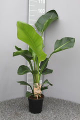 Strelitzia Nicolai 2pp