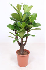 Ficus Lyrata branched