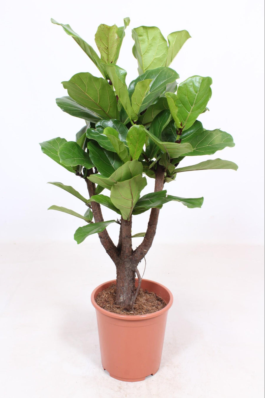 Ficus Lyrata branched