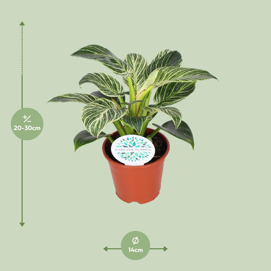 Philodendron Birkin