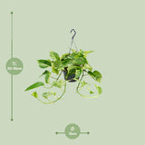 Epipremnum Marble Queen - Scindapsus