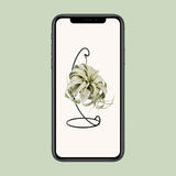 Tillandsia King Xero