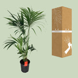 Howea Forsteriana