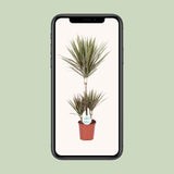 Dracaena Bicolor