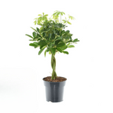 Schefflera Compacta Nora