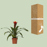 Guzmania Happiness
