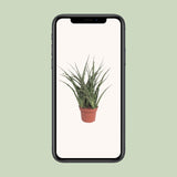 Sansevieria Fernwood Punk