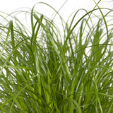 Cyperus Alternifolius - Cat grass