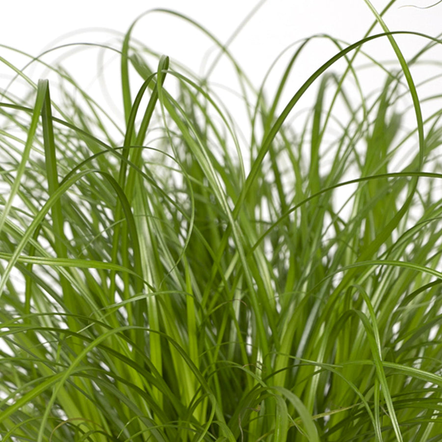Cyperus Alternifolius - Cat grass