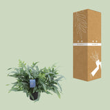 Phlebodium Aureum Blue Star
