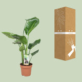 Strelitzia Nicolai