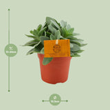 Senecio Cephalophorus