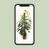 Epipremnum Pinnatum Albo Variegata