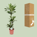 Dracaena Janet Lind