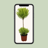 Cupressus Goldcrest Wilma