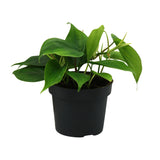 Philodendron Scandens