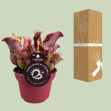 Sarracenia