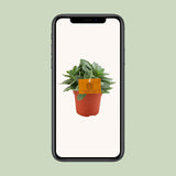 Senecio Cephalophorus