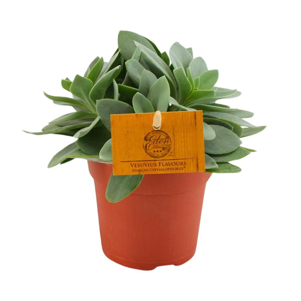 Senecio Cephalophorus