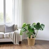 Monstera In Natural Basket