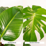 Strelitzia Nicolai + Monstera Deliciosa + Mand Selin