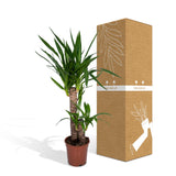 Yucca Elephantipes