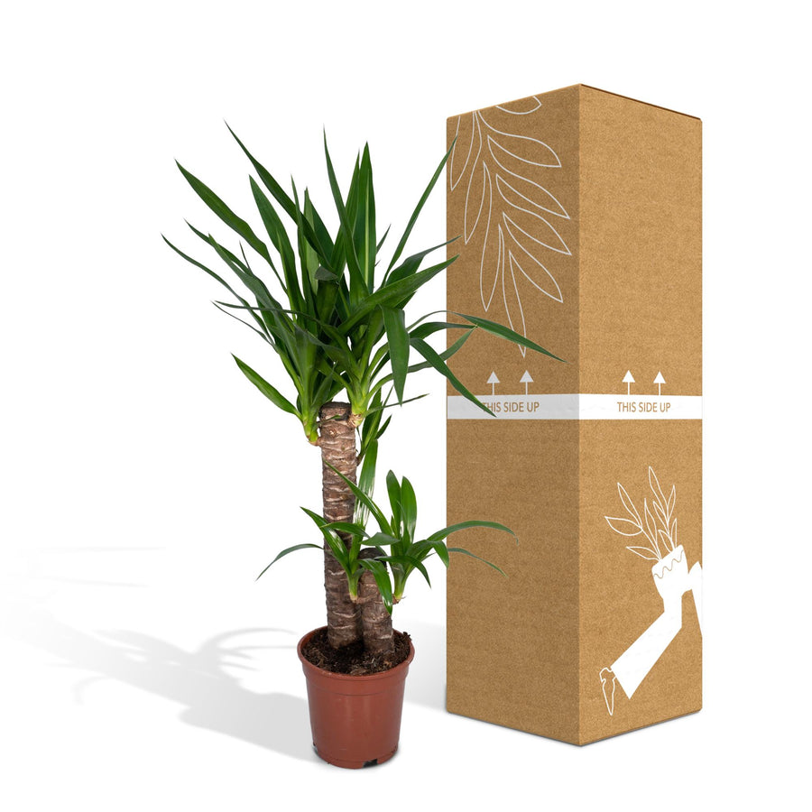 Yucca Elephantipes