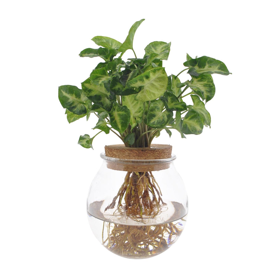 Syngonium Pixie