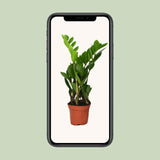 Zamioculcas Zamiifolia