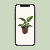 Philodendron White Princess