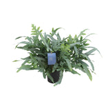 Phlebodium Aureum Blue Star