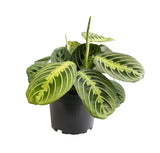 Maranta Lemon Lime