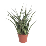 Sansevieria Fernwood Punk
