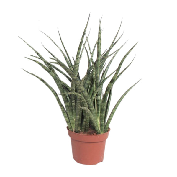 Sansevieria Fernwood Punk