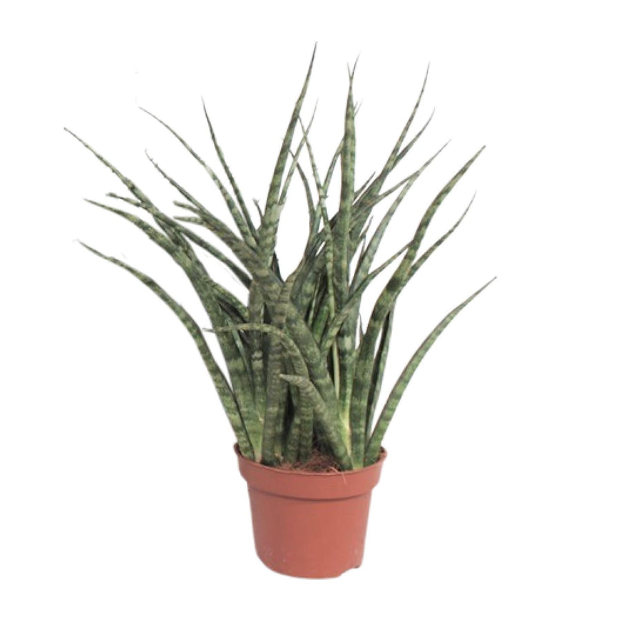 Sansevieria Fernwood Punk
