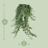 Hedera Helix Pitsburg - Hang/XXL