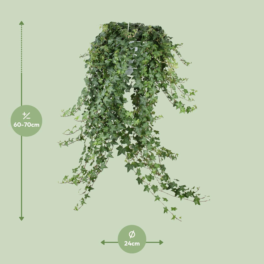 Hedera Helix Pitsburg - Hang/XXL
