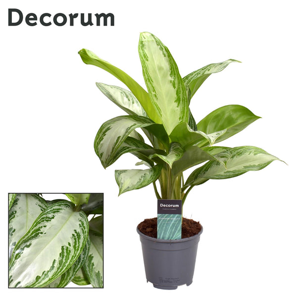Aglaonema Silver Bay (Decorum)