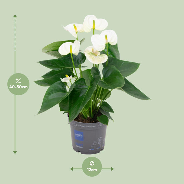 Anthurium White