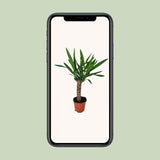 Yucca